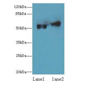 CFLAR / FLIP Antibody - Western blot. All lanes: CFLAR antibody at 1.2 ug/ml. Lane 1: HeLa whole cell lysate. Lane 2: A431 whole cell lysate. Secondary Goat polyclonal to Rabbit IgG at 1:10000 dilution. Predicted band size: 55 kDa. Observed band size: 55 kDa.