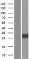CFLAR / FLIP Protein - Western validation with an anti-DDK antibody * L: Control HEK293 lysate R: Over-expression lysate