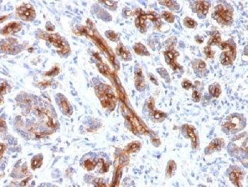 CFTR Antibody - IHC testing of FFPE human pancreas with CFTR antibody (clone CFTR/1341). HIER: boil tissue sections in 10mM Tris with 1mM EDTA, pH9 for 10-20 min followed by cooling at RT for 20 min.