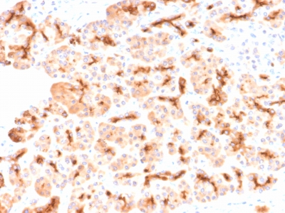 CFTR Antibody - Formalin-fixed, paraffin-embedded human Pancreas stained with CFTR Rabbit Recombinant Monoclonal Antibody (CFTR/2290R).