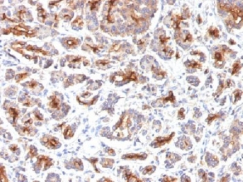 CFTR Antibody - IHC testing of FFPE human pancreas with CFTR antibody (clone SPM176). HIER: boil tissue sections in 10mM Tris with 1mM EDTA, pH 9, for 10-20 min.