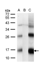 CG1458 Antibody - Sample (30 ug of whole cell lysate) A: Drosophila melanogaster, adult (wild type) B: Cisd2 knock down (actin promoter) C: Cisd2 over express (actin promoter) 15% SDS PAGE CG1458 antibody diluted at 1:1000
