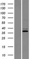 CG6 / C9orf4 Protein - Western validation with an anti-DDK antibody * L: Control HEK293 lysate R: Over-expression lysate