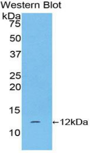 CGA / hCG Alpha Antibody - Western blot of recombinant CGA / hCG.  This image was taken for the unconjugated form of this product. Other forms have not been tested.
