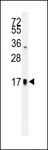 CGA / hCG Alpha Antibody - TSH-alpha Antibody western blot of HepG2 cell line lysates (35 ug/lane). The TSH-alpha antibody detected the TSH-alpha protein (arrow).