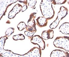 CGA / hCG Alpha Antibody - HCG-alpha antibody HCGa/53 immunohistochemistry.  This image was taken for the unmodified form of this product. Other forms have not been tested.