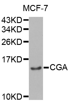 CGA / hCG Alpha Antibody - Western blot analysis of extracts of MCF-7 cells, using CGA antibody at 1:1000 dilution. The secondary antibody used was an HRP Goat Anti-Rabbit IgG (H+L) at 1:10000 dilution. Lysates were loaded 25ug per lane and 3% nonfat dry milk in TBST was used for blocking.