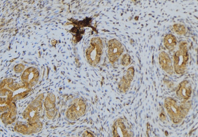 CGA / hCG Alpha Antibody - 1:100 staining human uterus tissue by IHC-P. The sample was formaldehyde fixed and a heat mediated antigen retrieval step in citrate buffer was performed. The sample was then blocked and incubated with the antibody for 1.5 hours at 22°C. An HRP conjugated goat anti-rabbit antibody was used as the secondary.
