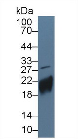 CGB / hCG Beta Antibody - Western Blot; Sample: Human JAR cell lysate; ;Primary Ab: 5µg/ml Rabbit Anti-Human CGb Antibody;Second Ab: 0.2µg/mL HRP-Linked Caprine Anti-Rabbit IgG Polyclonal Antibody;