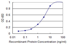 CGB / hCG Beta Antibody - Detection limit for recombinant GST tagged CGB is 0.1 ng/ml as a capture antibody.