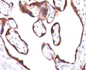 CGB / hCG Beta Antibody - Immunohistochemical testing of human placenta with HCG-beta antibody (HCGb/459).  This image was taken for the unmodified form of this product. Other forms have not been tested.