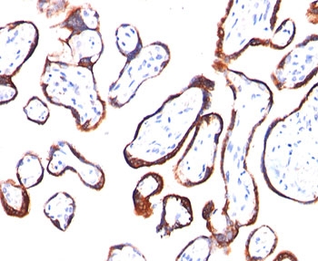 CGB / hCG Beta Antibody - HCG-beta antibody HCGb/54 immunohistochemistry.  This image was taken for the unmodified form of this product. Other forms have not been tested.