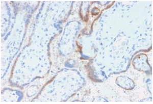 CGB / hCG Beta Antibody - Formalin-fixed, paraffin-embedded Human placenta stained with hCG beta Mouse Recombinant Monoclonal Antibody (rHCGb/54).