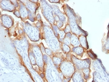 CGB / hCG Beta Antibody - Formalin-fixed, paraffin-embedded human placenta stained with hCG beta antibody (SPM529).  This image was taken for the unmodified form of this product. Other forms have not been tested.