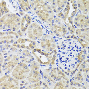 CGB7 Antibody - Immunohistochemistry of paraffin-embedded mouse kidney tissue.
