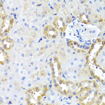 CGB7 Antibody - Immunohistochemistry of paraffin-embedded rat kidney tissue.