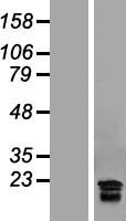 CGB7 Protein - Western validation with an anti-DDK antibody * L: Control HEK293 lysate R: Over-expression lysate