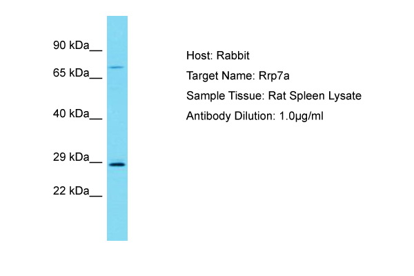 CGI-96 / RRP7A Antibody -  This image was taken for the unconjugated form of this product. Other forms have not been tested.