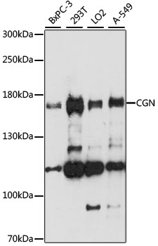 CGN / Cingulin Antibody - Western blot analysis of extracts of various cell lines, using CGN antibody at 1:1000 dilution. The secondary antibody used was an HRP Goat Anti-Rabbit IgG (H+L) at 1:10000 dilution. Lysates were loaded 25ug per lane and 3% nonfat dry milk in TBST was used for blocking. An ECL Kit was used for detection and the exposure time was 90s.