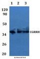 CGR19 / CGRRF1 Antibody - Western blot of CGRRH antibody at 1:500 dilution. Lane 1: HEK293T whole cell lysate. Lane 2: 3T3 whole cell lysate.