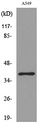 CGR19 / CGRRF1 Antibody - Western blot analysis of lysate from A549 cells, using CGRRF1 Antibody.
