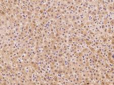 CGR19 / CGRRF1 Antibody - Immunochemical staining of human CGRRF1 in human liver with rabbit polyclonal antibody at 1:300 dilution, formalin-fixed paraffin embedded sections.