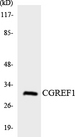CGREF1 Antibody - Western blot analysis of the lysates from K562 cells using CGREF1 antibody.