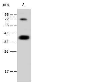 CGREF1 Antibody - Anti-CGREF1 rabbit monoclonal antibody at 1:500 dilution. Lane A: HL-60 Whole Cell Lysate. Lysates/proteins at 30 ug per lane. Secondary: Goat Anti-Rabbit IgG (H+L)/HRP at 1/10000 dilution. Developed using the ECL technique. Performed under reducing conditions. Predicted band size: 32 kDa. Observed band size: 37 kDa.