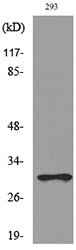 CGREF1 Antibody - Western blot analysis of lysate from 293 cells, using CGREF1 Antibody.