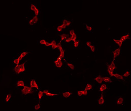CGREF1 Antibody - Staining A549 cells by IF/ICC. The samples were fixed with PFA and permeabilized in 0.1% Triton X-100, then blocked in 10% serum for 45 min at 25°C. The primary antibody was diluted at 1:200 and incubated with the sample for 1 hour at 37°C. An Alexa Fluor 594 conjugated goat anti-rabbit IgG (H+L) Ab, diluted at 1/600, was used as the secondary antibody.