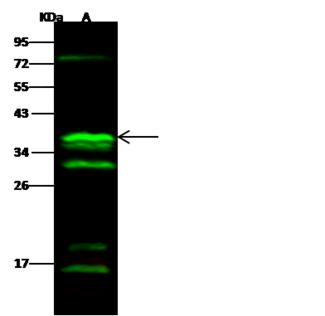 CGREF1 Antibody - Anti-CGREF1 rabbit polyclonal antibody at 1:500 dilution. Lane A: HL60 Whole Cell Lysate. Lysates/proteins at 30 ug per lane. Secondary: Goat Anti-Rabbit IgG H&L (Dylight 800) at 1/10000 dilution. Developed using the Odyssey technique. Performed under reducing conditions. Predicted band size: 32 kDa. Observed band size: 37 kDa. (We are unsure as to the identity of these extra bands.)