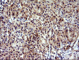 CHAC1 / MGC4504 Antibody - IHC of paraffin-embedded Human pancreas tissue using anti-CHAC1 mouse monoclonal antibody. (Heat-induced epitope retrieval by 10mM citric buffer, pH6.0, 120°C for 3min).