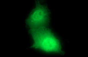 CHAC1 / MGC4504 Antibody - Anti-CHAC1 mouse monoclonal antibody immunofluorescent staining of COS7 cells transiently transfected by pCMV6-ENTRY CHAC1.