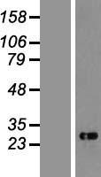CHAC1 / MGC4504 Protein - Western validation with an anti-DDK antibody * L: Control HEK293 lysate R: Over-expression lysate