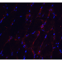 CHADL Antibody - Immunofluorescence of CHADL in mouse skeletal muscle tissue with CHADL antibody at 20 µg/mL.