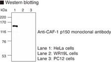 CHAF1A / CAF1 Antibody