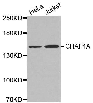CHAF1A / CAF1 Antibody - Western blot analysis of extracts of various cell lines, using CHAF1A antibody.