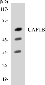 CHAF1B / CAF1 Antibody - Western blot analysis of the lysates from RAW264.7cells using CAF1B antibody.