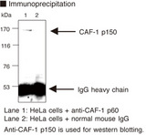 CHAF1B / CAF1 Antibody