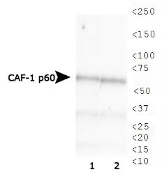 CHAF1B / CAF1 Antibody - CAF-1 p60 Antibody (SS 24 1-68) - Western blot of CAF-1 p60 expression in 1) HeLa and 2) Cos7 whole cell lysates.