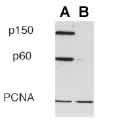 CHAF1B / CAF1 Antibody - CAF-1 p60 (SS53) Antibody - Western Blot of: A. RKO cells with p150 ab, PCNA ab, CHAF1B Antibody CAF-1 p60 antibody B. p150 RNAi knockdown