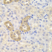 CHAF1B / CAF1 Antibody - Immunohistochemistry of paraffin-embedded mouse kidney tissue.