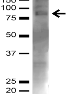 CHAT Antibody - Detection of choline acetyltransferase in mouse brain lysate with Choline Acetyltransferase Polyclonal Antibody diluted 1:1,000.
