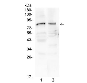 CHAT Antibody - Western blot testing of 1) rat testis and 2) mouse testis tissue with Choline acetyltransferase antibody at 0.5ug/ml. Predicted molecular weight ~83/74/70 kDa (isoforms M/S/R), observed here at ~84 kDa.