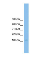 CHCHD1 Antibody - CHCHD1 antibody Western blot of U937 cell lysate. This image was taken for the unconjugated form of this product. Other forms have not been tested.