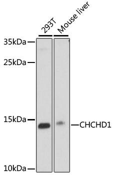 CHCHD1 Antibody - Western blot analysis of extracts of various cell lines using CHCHD1 Polyclonal Antibody at dilution of 1:1000.