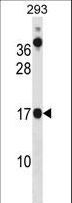 CHCHD10 Antibody - CHCHD10 Antibody western blot of 293 cell line lysates (35 ug/lane). The CHCHD10 antibody detected the CHCHD10 protein (arrow).