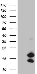 CHCHD10 Antibody - HEK293T cells were transfected with the pCMV6-ENTRY control. (Left lane) or pCMV6-ENTRY CHCHD10. (Right lane) cDNA for 48 hrs and lysed