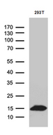 CHCHD10 Antibody - Western blot analysis of extracts. (35ug) from 293T cell line by using anti-CHCHD10 monoclonal antibody. (1:500)