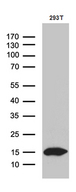 CHCHD10 Antibody - Western blot analysis of extracts. (35ug) from 293T cell line by using anti-CHCHD10 monoclonal antibody. (1:500)